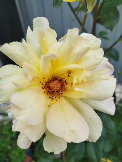 This is a close-up, slightly low-angle shot of a pale yellow rose in bloom. The rose's petals are soft and slightly ruffled, with some appearing almost white at their edges. Small droplets of water are visible on several petals, suggesting recent rain or dew. The center of the rose features a cluster of brown stamens with dark tips, surrounded by a reddish-brown pistil.
The rose is part of a larger plant, with glimpses of green leaves and a dark stem visible in the background. The background is slightly blurred, creating a shallow depth of field that emphasizes the flower. Behind the plant, a light gray, vertical surface, possibly a fence or wall, is partially visible, along with some dark foliage and what appears to be a hint of blue in the upper left corner.
The lighting suggests it might be daytime, possibly overcast due to the soft, diffused light and the presence of water droplets. The overall mood is serene and natural, highlighting the delicate beauty of the flower. There is no visible text in the image. The setting appears to be an outdoor garden or natural environment.