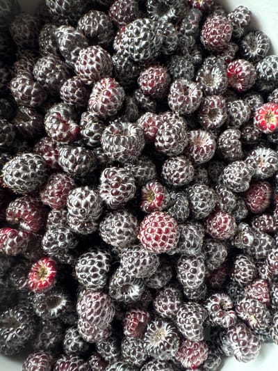 A top-down, close-up shot showcases a pile of ripe black raspberries. The berries are dark purple to black, with some showing hints of red, and are characterized by their bumpy, drupelet texture. They are tightly packed in a bowl or container, filling the frame and creating a textured, rich surface. The lighting is natural, highlighting the sheen on the berries. There are no people or specific environmental details visible beyond the contents of the container. The image is devoid of any context related to Chuguyevka, Russia.