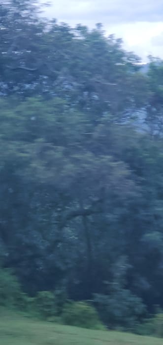 A blurry, angled view of dense trees under a cloudy sky. The foliage is primarily dark green with hints of lighter green, suggesting varying types of trees or lighting. A portion of grassy ground is visible on the right side of the image, indicating a field or open area bordering the forest. The overall scene presents a lush, natural environment, though the blurriness obscures detail.