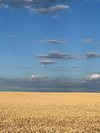 The image depicts a wide, golden field of ripe wheat under a vast blue sky dotted with scattered white and gray clouds. A thin line of three utility wires stretches horizontally across the mid-ground, dividing the sky from the field. The wheat stalks are densely packed and appear to be in the final stages of growth, ready for harvest. The landscape is flat and expansive, suggesting an open rural setting. The lighting indicates it is likely late afternoon or early evening, with the sun casting a warm glow over the scene. The location is identified as Měnín, Czechia. There are no people or animals visible in the image.