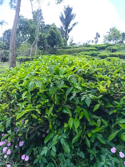A vibrant green tea plantation cascades down a gentle slope under an overcast sky. Neat rows of tea bushes fill the foreground, their leaves a mix of bright and dark green. Clusters of small purple flowers add a touch of color near the base of the bushes. In the background, a few tall trees punctuate the landscape, including a distinct palm tree. The scene exudes a sense of tranquility and natural beauty.