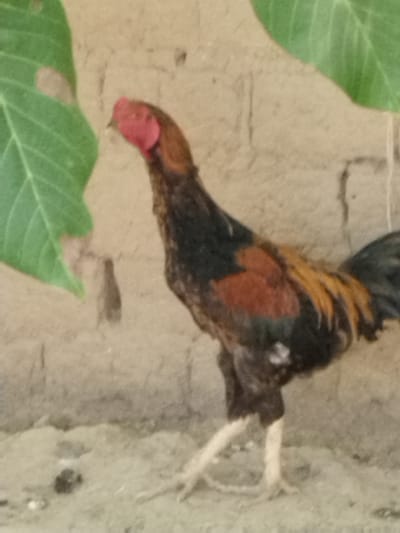 An adult rooster with black and reddish-brown plumage stands on sandy ground in front of a textured, light brown wall. Large, green leaves are visible in the upper left and upper right corners of the image, partially obscuring the background. The rooster's comb is bright red, and its legs are pale yellow. The scene appears to be outdoors, possibly in a rural or semi-rural setting, consistent with locations in or near Muminabad, Uzbekistan. The lighting suggests it is daytime, with no artificial light sources apparent.