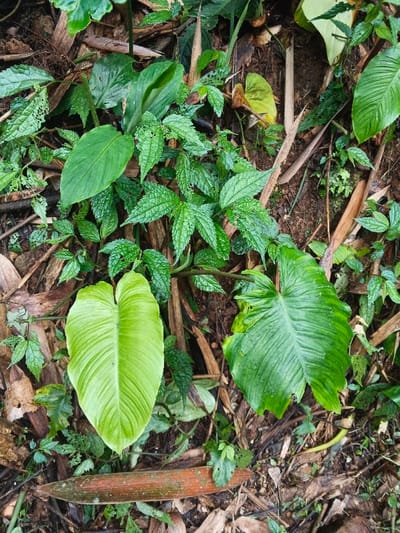 The scene depicts a section of natural forest floor within the area of Situm, Papua New Guinea. The ground surface consists of dark, moist soil largely covered by organic debris, including dry brown leaves, fragmented plant matter, and several elongated, pale brown bamboo-like sheaths or stalks. A distinct reddish-brown, decaying plant stalk, approximately 25 centimeters in length, lies horizontally across the lower-center foreground. Dense vegetation covers the majority of the frame, predominantly various shades of green. Two prominent, large, heart-shaped or sagittate leaves are visible: one light lime green, vertically oriented in the lower-center-left; the other darker green, situated right of center, exhibiting some undulation and minor damage along its edges. Numerous smaller plants with deeply serrated, dark green leaves form a pervasive, interwoven ground cover. No human or animal subjects are present. No manufactured objects are visible.