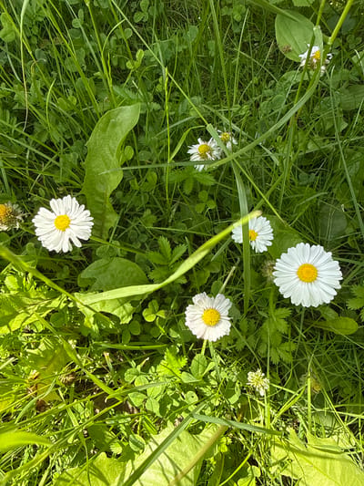 This media file is a close-up shot of a field of daisies and green grass, bathed in sunlight. The scene is set outdoors, in what appears to be a natural or semi-natural environment, possibly a meadow or garden. The time of day is likely daytime, given the bright illumination and shadows cast by the vegetation. The weather seems pleasant and sunny.
The primary subjects are several white daisies with yellow centers, scattered amongst the tall, vibrant green grass and other small green plants, including clover. Some of the daisies are in full bloom, while others appear to be older and slightly wilted. Long blades of grass dominate the foreground and midground, creating a sense of depth and texture. Large, broad green leaves are also visible, adding variety to the plant life.
There are no people or animals in the frame. The overall mood is peaceful and natural, evoking a sense of a warm, sunny day in the countryside. The location context of "Дзержинец-83 Снт, Russia" suggests a dacha or garden community area, consistent with the rural setting. There is no visible text in the image.