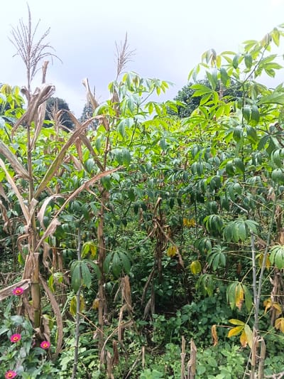 The image displays a densely vegetated agricultural field or garden, characterized by intercropping of various plants. The primary subjects are tall, dried maize (corn) stalks, identifiable by their brown, weathered appearance and visible tassels at the top, and vibrant green cassava plants, recognized by their distinctive palmate leaves.

The maize stalks are predominantly located on the left side and sporadically throughout the foreground and midground, appearing to be mature or past their peak, with some leaves dried and curled. Interspersed and forming a thick canopy mostly on the right side and background are numerous cassava plants, which exhibit healthy green foliage, although some lower cassava leaves show signs of yellowing.

In the bottom left corner of the frame, several bright pink zinnia flowers add a splash of color to the otherwise green and brown palette of the crops. The ground beneath the main crops is covered with a variety of smaller green plants and undergrowth, suggesting a somewhat unmanaged or naturalized agricultural setting.

The scene is set outdoors under an overcast sky, indicating daytime conditions without direct sunlight. There are no people, animals, or man-made structures visible, placing the focus entirely on the plant life. The overall impression is a natural and productive, albeit wild-looking, agricultural plot in a rural environment, consistent with farming practices in regions like Kolwara, Papua New Guinea. There is no visible text in the image.