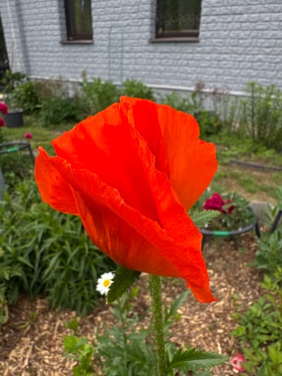A close-up shot captures a vibrant red poppy in bloom, its delicate petals unfurling against a backdrop of lush greenery and a pale grey brick building. The flower, positioned in the foreground, dominates the frame with its intense color. To the left and right of the poppy, the ground is covered with mulch and small green plants. In the mid-ground, a small white daisy with a yellow center peeks out from behind the poppy. Further back, a garden hose is visible, and hints of other flowers, some in shades of pink and red, can be seen. The building in the background features two dark-paned windows and appears to be a residential structure. The overall scene depicts a well-maintained garden on a bright, possibly overcast, day. The exact location in Burdyata, Russia, cannot be determined from the image alone.