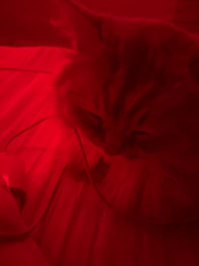 The image shows a close-up, high-angle shot of a domestic cat lying on a red, possibly satin, surface. The lighting is intensely red, casting a deep red hue over the entire scene and obscuring some details. The cat appears to be a long-haired breed and is looking down with its eyes partially closed. There are some faint lines or threads visible on the red surface around the cat. The overall impression is one of a dimly lit, intimate setting. The location in Семибратово, Russia is not determinable from the image.