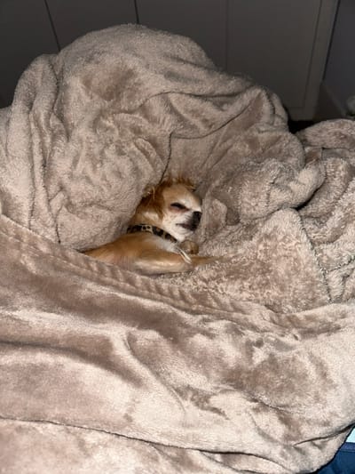A small, fawn-colored Chihuahua-type dog is observed sleeping or resting deeply, nestled within a large, thick, light brown/beige plush blanket. The dog is positioned horizontally, with its head slightly elevated and its eyes closed, showing wrinkles around the snout. It is wearing a collar with a leopard-print pattern. The blanket is heavily folded and draped around the dog, creating a secure, cocoon-like enclosure. The immediate background shows subtle indications of an indoor environment, possibly a wall or furniture, in dim lighting. This scene is depicted indoors, within the city of Paracuellos de Jarama, Spain.