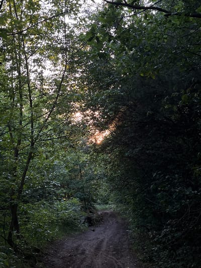 The image depicts a dirt path winding through a dense forest. Sunlight filters through the leaves of trees, creating dappled light and shadows. The foliage is lush and green, with some areas appearing darker and more shadowed than others. The path itself is uneven, showing signs of recent use with tire tracks visible in the mud. In the distance, the path appears to continue into the woods. The scene suggests a natural, secluded environment, possibly a hiking trail or a less-trafficked area within a forest.