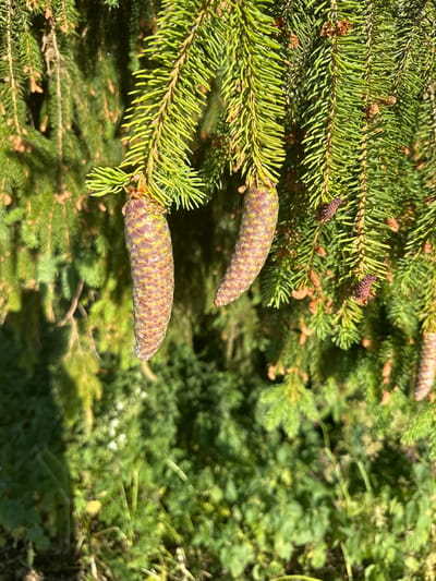 Two spruce cones hang from green spruce branches, one on the left and one to the right, against a backdrop of green foliage and a blurred natural environment. The cones are elongated and covered in scales, with a reddish-brown and green hue. The spruce branches are dense with sharp needles. The image captures a close-up view of the cones and branches, with the background out of focus, suggesting a natural setting likely in the vicinity of Le Sentier, Switzerland, a town known for its watchmaking heritage and surrounding mountainous landscape. No people or specific actions are depicted.