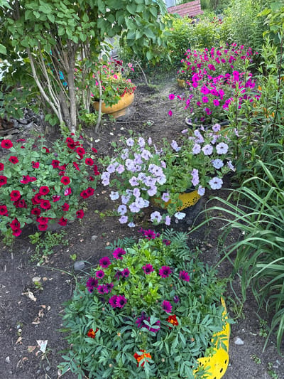 The image shows a colorful garden scene in Beryozovka, Russia. The garden is filled with a variety of blooming flowers, including vibrant pink petunias, delicate light purple petunias, deep red petunias, and striking purple and orange daisies. The flowers are planted in the ground and in what appear to be repurposed yellow tires, adding a unique touch to the landscaping. Lush green foliage surrounds the flowers, with taller, grass-like plants visible in the background. The ground is a mix of dark soil and scattered pebbles, with some dry leaves and debris adding to the natural aesthetic. The overall impression is one of a well-tended and lively garden, likely captured during daylight hours in pleasant weather, given the blooming flowers and overall brightness of the scene. There are no people visible in the image, and no visible text.