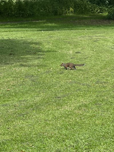 A grey squirrel is captured in motion on a mown grass lawn. The squirrel is positioned centrally in the frame, running from left to right with its bushy tail extended. The background consists of lush green foliage, suggestive of a park or garden area. The lighting indicates it is daytime, with shadows cast on the grass from an unseen source, likely trees. The scene appears to be in a park in Macclesfield, United Kingdom.