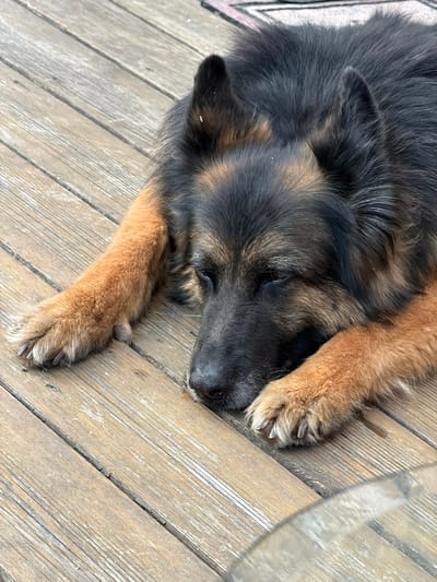 A German Shepherd dog sleeps on a wooden deck. The dog's fur is black and tan, and its eyes are closed. Its front paws are resting on the deck in front of its head. The deck is made of weathered wooden planks. There is a blurred glass object in the lower right corner of the image. The scene is set outdoors, likely in a yard or patio area.
