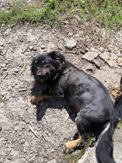 A black and tan dog lies on a dry, rocky surface in an outdoor environment. The dog's fur is dark, with tan markings on its paws and face. The ground is covered in gravel, dirt, and some broken pieces of concrete. Patches of dry grass and weeds are interspersed throughout the scene. The sun is casting a shadow from the dog onto the ground. The location is the city of Yasynivka, Ukraine.