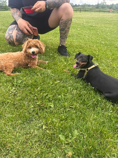 In a grassy park in Glenview, Illinois, a person crouches while holding a collapsible red bowl and a mobile phone. In front of the person, two dogs lie on the grass. To the left is a small, light brown poodle mix with its tongue sticking out. To the right is a black and tan dog with a green collar, panting with its tongue out. The person has extensive tattoos on their arms and legs. In the background, a fence encloses a larger grassy area, and a person in a red shirt is visible in the distance.