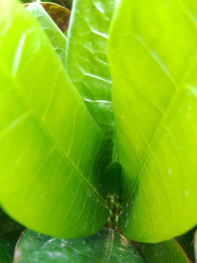 The image shows a close-up view of vibrant green leaves, with some brown undertones visible in the background. The leaves are wet, with visible water droplets on their surfaces. The lighting suggests an outdoor environment, possibly in a garden or natural setting. There are no people or animals visible in the image. The specific location in Alue, Indonesia, is not discernible from the image itself, as it lacks any identifying landmarks or contextual cues.