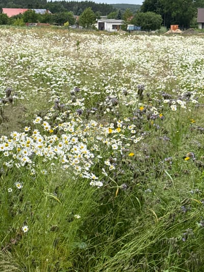 The image shows a field of white daisies and other wildflowers in bloom, with some purple phacelia flowers also visible. The field is located in the city of Kołczewo, Poland, in the vicinity of houses and trees, suggesting a rural or semi-rural setting. The foreground is dominated by tall green grass and more densely packed wildflowers. In the background, several buildings are visible, including one with a red roof, and a truck. The sky is overcast. There are no people or animals present in the image.