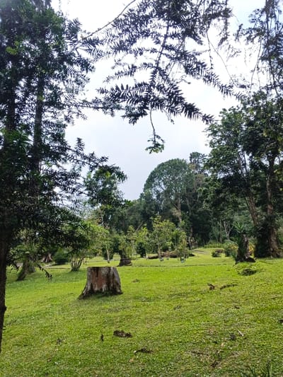 This image depicts a serene, verdant landscape, characteristic of a park or managed forest area in Leuro, Timor-Leste. The scene is dominated by a vast expanse of lush, vibrant green grass that gently slopes upwards from the foreground towards a dense treeline in the background.
Numerous trees of various sizes are scattered across the terrain. On the left side, a large tree trunk with dark green foliage frames the view, while delicate branches with small, dark leaves create a natural canopy against the bright, overcast sky in the upper portion of the image. Several weathered tree stumps dot the grassy expanse, with one prominent, brown stump located in the mid-ground, slightly to the left of center, suggesting past tree felling or management. The background features a thick, natural forest, comprising a mix of tall, mature trees and younger growth, indicating a rich and diverse ecosystem.
The sky is a uniform, bright white, suggesting an overcast day or highly diffused sunlight, resulting in soft lighting with no harsh shadows. While no specific activities are explicitly taking place, the scene evokes a sense of peace and natural tranquility. A few extremely small, indistinct figures are faintly visible in the grassy area in the middle distance, but their details are too blurred to confirm. There is no visible text within the image.