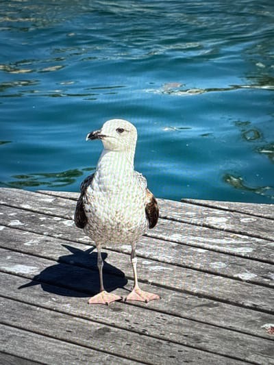 A young seagull stands on a wooden dock, its shadow cast behind it. The water behind the bird is a deep blue with ripples. The dock is made of weathered planks. The scene is set in a city, though the specific location in Porrentruy, Switzerland is not visible in the image. The lighting suggests it is daytime.