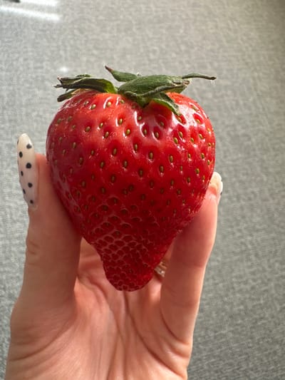 In Wanneperveen, Netherlands, a close-up image displays a single, large, ripe strawberry held in a human right hand. The strawberry is predominantly red, conical in shape, with a slightly textured surface marked by numerous small, light-colored achenes. A green calyx with several sepals is visible at the top of the fruit. The hand, visible from the palm side, supports the strawberry with the thumb on the left and the index finger on the right. The fingernails are elongated and adorned with a light base color and dark polka dots. A ring with a metallic band and a small stone is present on the ring finger. The background is a uniformly blurred, light-grey textured surface.