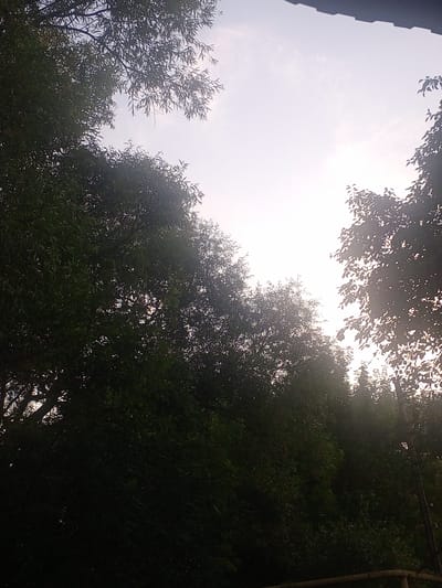 The image captures a view of trees against a bright, hazy sky, suggesting an outdoor setting. The foliage is dense and dark green, with some branches silhouetted against the lighter sky. The sky itself is washed out, indicating either overcast conditions or the presence of strong sunlight, possibly during sunrise or sunset. The upper right corner of the image shows the edge of a dark, possibly tiled or corrugated, roof structure, suggesting the presence of a building nearby. The lower portion of the image is mostly obscured by shadow and foliage, but a horizontal element, possibly a railing or fence, is faintly visible. There are no people or animals visible in the frame. The scene appears to be a natural or semi-natural environment within a city, possibly a park or the outskirts of Rysaykino, Russia, given the context.