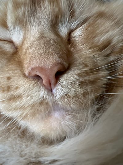 This is a close-up, eye-level photograph of an orange tabby cat's face. The cat's eyes are closed, and its pink nose is in sharp focus. The fur is a mix of orange and cream, with long white whiskers extending from the snout. The background is blurred, emphasizing the texture and detail of the cat's fur and nose. The image does not contain any information or context related to Markova, Russia.