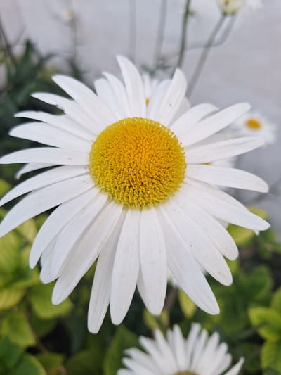 This is a close-up, eye-level, vertical shot of a daisy in Nabran, Azerbaijan. The daisy has white petals radiating from a yellow, textured center. The petals are slightly unfocused, with some showing faint brown speckles. In the background, out-of-focus green foliage and the blurry white structures of other daisies are visible. The lighting appears to be natural daylight.