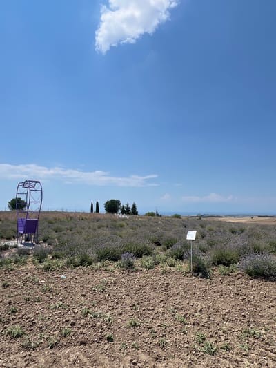 The image depicts a lavender field under a clear blue sky with scattered white clouds, located in Kardia, Greece. In the foreground, a patch of dry, tilled earth is visible, with small green shoots emerging. To the left, a purple decorative structure resembling a large arch with heart cutouts and a seat is situated on a gravel base, adjacent to a small patch of grass.

The middle ground is dominated by rows of blooming lavender plants, their purple hues creating a dense carpet across the landscape. A white signpost with some text is planted in the lavender field towards the right side. In the background, several trees are scattered, including cypress trees and other deciduous varieties. Beyond the fields, a distant hazy landscape can be seen, suggesting a body of water or a plain, with mountains or hills on the horizon. The overall scene conveys a rural, serene, and agricultural setting during daytime.