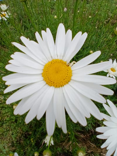 The image features a close-up view of a white daisy with a yellow center, set against a backdrop of lush green grass and other white daisies, some of which are partially visible. The daisy in the foreground is large and detailed, with its white petals radiating outwards from the bright yellow disc florets. The grass is a dominant element in the scene, providing a vibrant green contrast to the white and yellow of the flowers. Small buds and other flora are interspersed within the grass, suggesting a natural, outdoor setting. The lighting appears to be natural daylight, casting a soft illumination on the flowers and grass. There are no people or discernible text in the image. The overall impression is one of a serene and natural landscape, likely a field or garden, bathed in daylight. The presence of multiple daisies hints at a blooming season. The scene is likely set in Кош-Дөбө, Kyrgyzstan, as indicated by the location context.