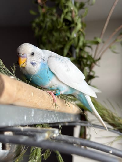 An adult male budgerigar, with white and light blue plumage, is perched on a wooden dowel. The bird's beak is yellow, and it has a blue cere. It is wearing a light blue identification band on its left leg. The budgerigar is surrounded by greenery, likely from a plant or arrangement, and is positioned in front of a blurry background that suggests an indoor setting, possibly near a window. There is no discernible urban environment or specific location within Alpharetta, United States of America, visible in the image.