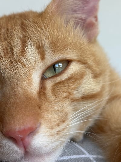 Close-up of an orange tabby cat's face. Focus on the cat's eye, whiskers, ear, and pink nose. The background is blurred and shows a grey object with a white grid pattern and a white surface. The location in Cemagi, Indonesia is not evident from the image.
