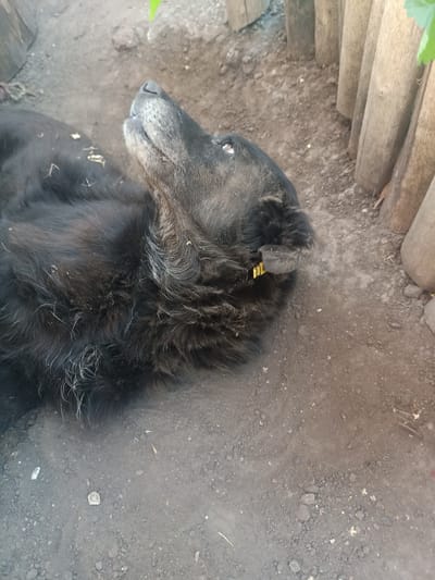 A medium-sized, black dog with a yellow tag on its left ear lies on dark, dusty ground next to a wooden fence. The dog is looking upwards and to the left, with its head tilted back. The ground is uneven and appears to be dirt with some small pebbles and debris scattered across it. A few green leaves are visible in the upper right corner of the image, suggesting some foliage is nearby. The wooden fence is constructed from upright, weathered logs. The scene appears to be outdoors, possibly in a yard or a rural area.