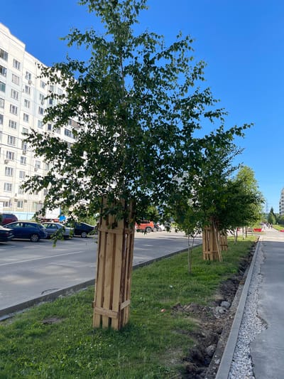 In Захарьино, Russia, a paved sidewalk runs alongside a grassy median where several young trees, protected by wooden stakes, are planted. Behind the median, cars are parked in front of a large, multi-story apartment building. The sky is clear and blue.