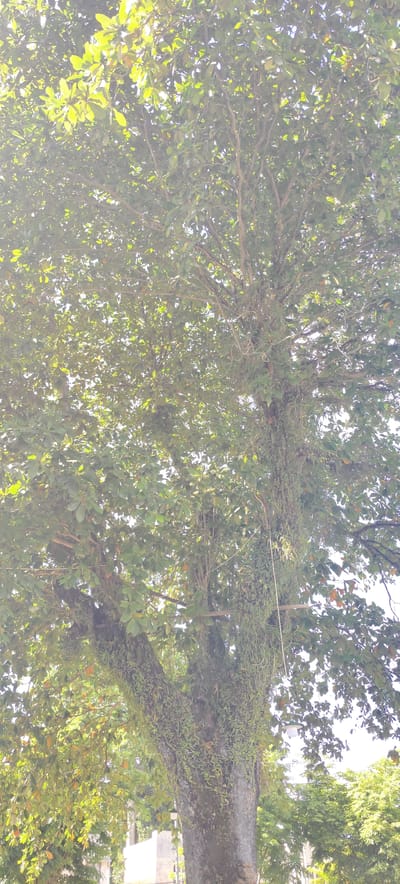 A large tree dominates the view. The tree has a thick, moss-covered trunk that splits into several large branches. The branches are filled with green leaves. A green, rope-like plant or moss hangs from the tree. In the background are some smaller trees and shrubs, along with glimpses of buildings and possibly a cemetery area, all suggesting an urban setting. The image appears to be taken in Rheng, Indonesia.