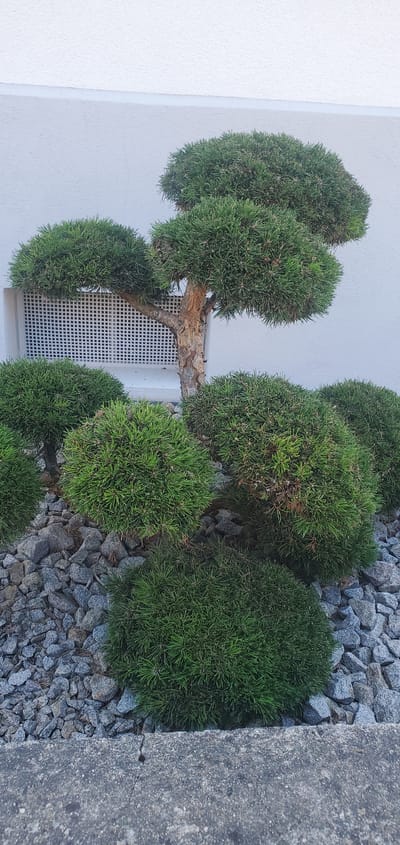 This is a vertical, eye-level, outdoor photograph showing a well-maintained, conical-shaped evergreen shrub, possibly a pine or juniper, that has been sculpted into a topiary form. The shrub is green and dense, with a textured bark on its exposed trunk and branches, suggesting it is an older plant. It is positioned on the right side of the frame, partially obscuring a white textured wall and a window with a white grid. The ground around the shrub is covered in small, grey, angular stones. To the right of the stones and shrub is a rough concrete surface. The scene appears to be a garden or an exterior feature of a building. The lighting suggests it is daytime, with no indication of specific weather conditions. There is no visible text in the image. The overall impression is one of a carefully curated, modern outdoor space, likely in a residential or commercial setting. The focus is on the sculpted plant and its contrast with the surrounding materials.