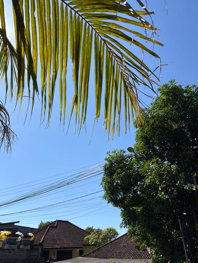 A low-angle outdoor shot captures a clear blue sky with wispy, thin palm fronds hanging from the top left of the frame. Sunlight filters through the fronds, highlighting their green and yellow tones. To the right, a large, lush green tree fills the mid-ground, its leaves dense and vibrant. A street lamp is visible on a pole to the right of the tree. Below the tree and extending across the mid-ground are numerous power lines, strung horizontally against the sky. In the lower part of the frame, a red-tiled roof of a building is visible, along with another structure to the left featuring yellow umbrellas. The scene is set in Kubu, Indonesia, suggested by the architectural style and vegetation. There are no people visible in the image.