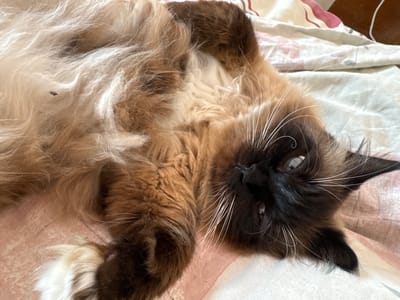 A fluffy, brown and tan cat is lying on its back on a bed. The cat's head is turned to the side, with its eyes open and looking up. Its fur is long and shaggy, and its whiskers are long and white. The bed is covered with a patterned pink and white comforter. There is a brown wooden headboard in the background. The image was taken in Mamaivtsi, Ukraine.