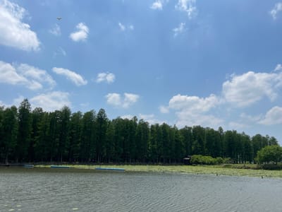 The image shows a body of water with a line of tall, thin trees along the opposite bank. The sky is blue with scattered white clouds, and a bird is flying in the upper left corner. Several blue floating structures are visible on the water near the trees, along with lily pads. The location is likely in Xinghua, China, given the prompt's context.