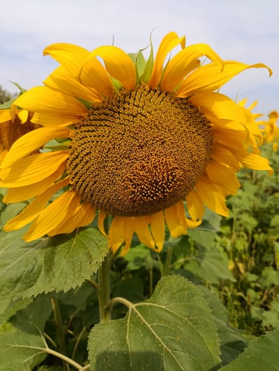 A close-up, eye-level shot of a single, large sunflower dominates the foreground of this image. The sunflower's face, packed with numerous small, brown seeds, is centered and facing slightly to the left. Bright yellow petals fan out from the center, some curved and slightly wilted, while others are still sharp and defined. Behind the sunflower, a field of more sunflowers stretches into the background, their yellow heads bobbing amongst lush green foliage. The sky above is a pale blue with a few wispy clouds. The image is sharp and clear, with natural lighting that casts soft shadows on the petals and leaves. The scene appears to be from a sunflower field in Novoaleksandrovka, Russia, possibly during the late summer or early autumn.