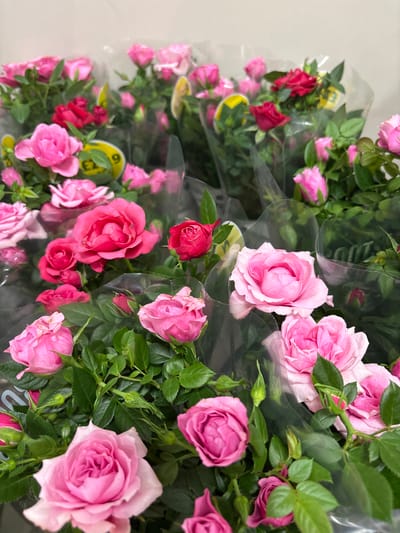 The image displays a close-up view of multiple potted rose plants, predominantly featuring pink and red blooms. The roses are arranged in clear plastic packaging, suggesting they are for sale, likely in a retail setting such as a florist or garden center. Some of the roses are fully open, revealing intricate petal formations, while others are in bud. The foliage is a vibrant green, and the plants appear healthy.
Notable details include yellow price tags or labels visible on some of the plants, one of which has visible text that appears to be "£2.73". The lighting suggests an indoor environment, possibly under artificial lights or with diffused natural light, with no indication of time of day or weather conditions. The setting is likely a commercial space, given the organized presentation of the plants. The overall impression is one of fresh, colorful flowers ready for purchase.