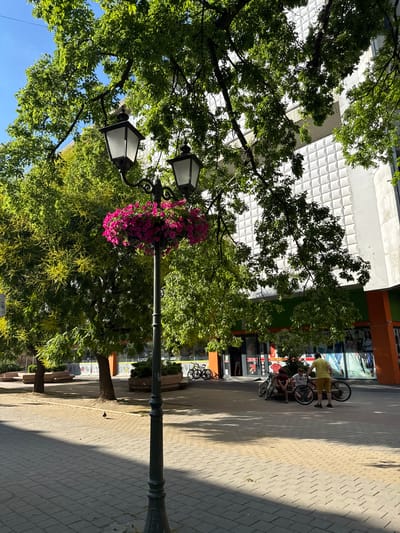 This image depicts an outdoor urban scene in Becej Municipality, Serbia, during daylight hours, characterized by bright sunlight and visible shadows. A dark-colored, ornate lamppost, featuring two frosted glass lanterns and a prominent circular hanging basket filled with dense pink flowers (likely petunias), stands centrally in the foreground.

Numerous mature deciduous trees with vibrant green foliage occupy the mid-ground and background, casting dappled shadows across the paved pedestrian area. Through the tree canopy, a clear blue sky is visible in the upper left quadrant.

In the background, a multi-story building presents a distinctive white facade with a repetitive pattern of raised, square or rectangular panels. The lower level of this building accommodates commercial establishments, identified by shop windows displaying clothing and varying architectural accents in orange and green.

On the right side of the image, near the building's shopfronts, a group of three individuals is observed. One person, dressed in a yellow t-shirt and shorts, stands beside a bicycle. Two other individuals are seated on a low, light-colored structure, possibly a bench or planter, with two additional bicycles positioned nearby.

The ground consists of light-colored pavers laid in a diagonal pattern. In the left-mid ground, a small, dark bird is walking on the paved surface. Further to the left, under the trees, additional low concrete planters or benches are visible.