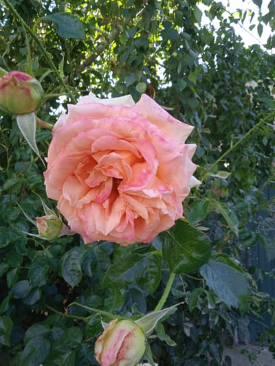 A close-up shot captures a blooming pink rose in a garden. The rose, with its numerous delicate petals in shades of pink and peach, is the primary subject. Several rose buds are visible around the main bloom, some closed and green, others starting to show hints of pink. The rose bush is surrounded by lush green foliage, with some leaves appearing slightly dewy. In the background, a dark green wooden fence is partially visible, suggesting an urban or suburban garden setting. The lighting indicates it is daytime, likely late afternoon or early morning, with dappled sunlight filtering through the leaves. The image appears to be taken in Saky, Ukraine.