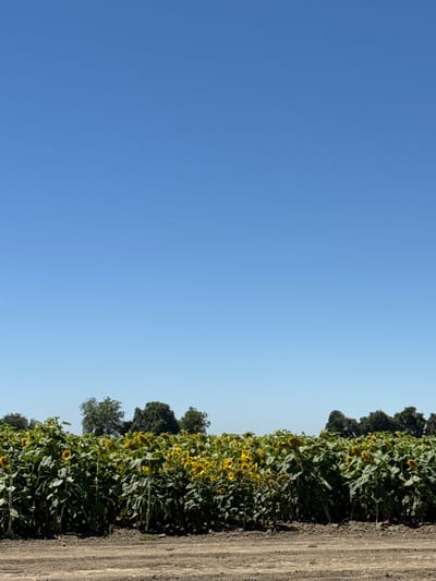 The media file depicts a sunny outdoor scene, likely in the United States, featuring a vibrant field of sunflowers stretching towards a clear blue sky. The sunflowers, with their characteristic large yellow petals and green leaves, dominate the right side of the image, forming a dense, natural border. To the right of the sunflower field, a dirt path with visible tire tracks runs parallel, suggesting it's a road or a track within a rural or agricultural area.

Behind the sunflowers, a line of lush green trees forms a backdrop, adding depth to the landscape. The sky is a uniform, bright blue, indicative of a clear and sunny day, likely during daylight hours. There are no people or specific objects visible that would indicate a particular activity or event. The overall impression is one of a serene and natural landscape bathed in sunlight. The image captures the essence of a rural environment, possibly a farm or a park, during a pleasant weather day. The lack of any discernible text further emphasizes the natural and unembellished state of the scene.