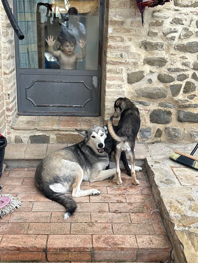 In a courtyard in Cannara, Italy, a young child is visible through a glass door, pressing their hands against the pane. Two dogs are on the brick-paved ground outside the door. One dog, a husky mix, is lying down, looking at the camera with its mouth open. Another dog, darker in color, is standing behind it and appears to be interacting with the husky. A broom is leaning against a stone wall in the background. The scene suggests a domestic setting, possibly a home or an agriturismo.