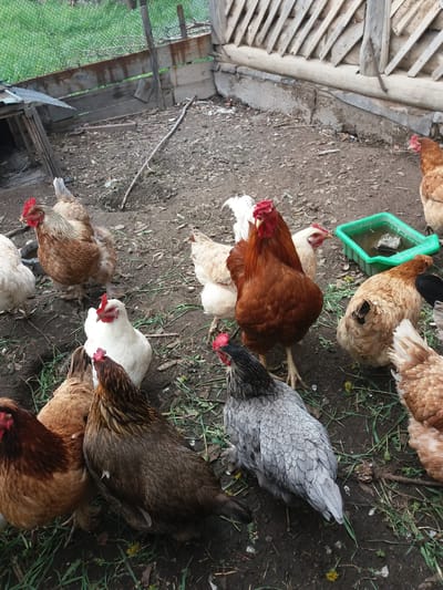 The image depicts a group of chickens in what appears to be a farmyard setting within the Бородулиха ауылдық округі, Kazakhstan. There are several chickens with varying plumage colors including brown, white, grey, and mixed patterns. They are gathered on a dirt ground with some patches of grass. A green plastic water trough is visible. A wooden structure, possibly a fence or coop, is on the left side of the frame. The area appears rural with basic farming facilities. The chickens are near each other.