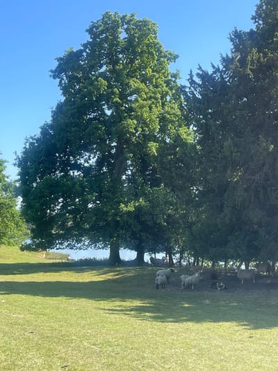 The scene is a pastoral landscape on a sunny day. A large, mature tree with a full canopy dominates the left side of the image. To the right, a grassy field stretches into the distance. A flock of sheep is visible in the shade beneath another tree in the middle ground. The location is likely in the rural outskirts of Ashford, United Kingdom. Visible in the background is some water.