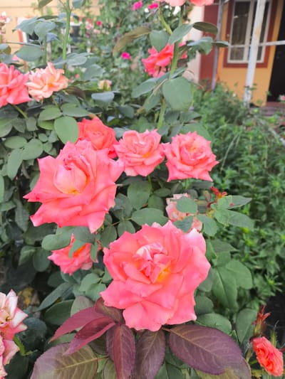 This is a close-up, eye-level photograph of several coral pink roses in bloom. The roses are the primary subject, with their petals unfurled and showing their inner yellow centers. The flowers are clustered together on a bush with dark green leaves. In the background, out of focus, is a building with orange and brown walls and white-trimmed windows. The general setting appears to be a garden or yard. There are no people or animals visible in the image. The scene is likely located in Yuzhno-Sukhokumsk, Russia.