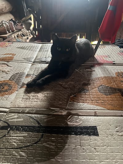 A black cat is sitting on a patterned mat in a dimly lit room. The cat is facing forward with its paws extended. The background is cluttered with various objects, including shoes on shelves and what appears to be fabric hanging from the ceiling. The room has a rustic feel with wooden beams visible. The location is described as Нестюково, Russia, implying a rural or semi-rural setting. The lighting suggests artificial light from a source not visible in the frame, creating strong shadows.