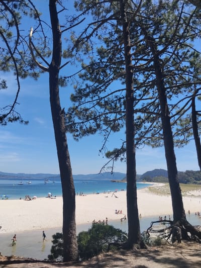 This image depicts a view of the Cies Islands, specifically Praia de Rodas, in Vigo, Spain. The foreground is dominated by the trunks of several pine trees with exposed roots, casting shadows on the sandy ground. In the mid-ground, a wide expanse of white sand beach is visible, dotted with numerous sunbathers. Some are seated, others are lying down, and a few are walking along the shore. A small stream or inlet of clear water runs through the sand, with several children wading and playing in it. Further back, the blue ocean stretches towards a distant shoreline with rolling hills and mountains. Several sailboats are anchored in the bay. The sky is clear and bright blue. The overall scene conveys a sense of a vibrant and popular beach destination on a sunny day.