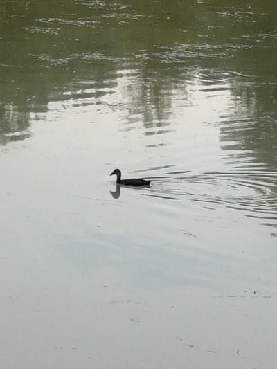 A solitary black bird, appearing to be a coot or moorhen, swims in a body of calm water. The bird is positioned slightly to the left of the center of the frame, with its neck extended forward and its beak pointing to the left. The water is a muted green-gray, reflecting the overcast sky and surrounding vegetation. Ripples emanate from the bird's movement, creating concentric circles on the water's surface. The overall atmosphere is serene and natural. This scene is likely located in the vicinity of Étrembières, France, given the context of the request, possibly in a park or natural reserve.